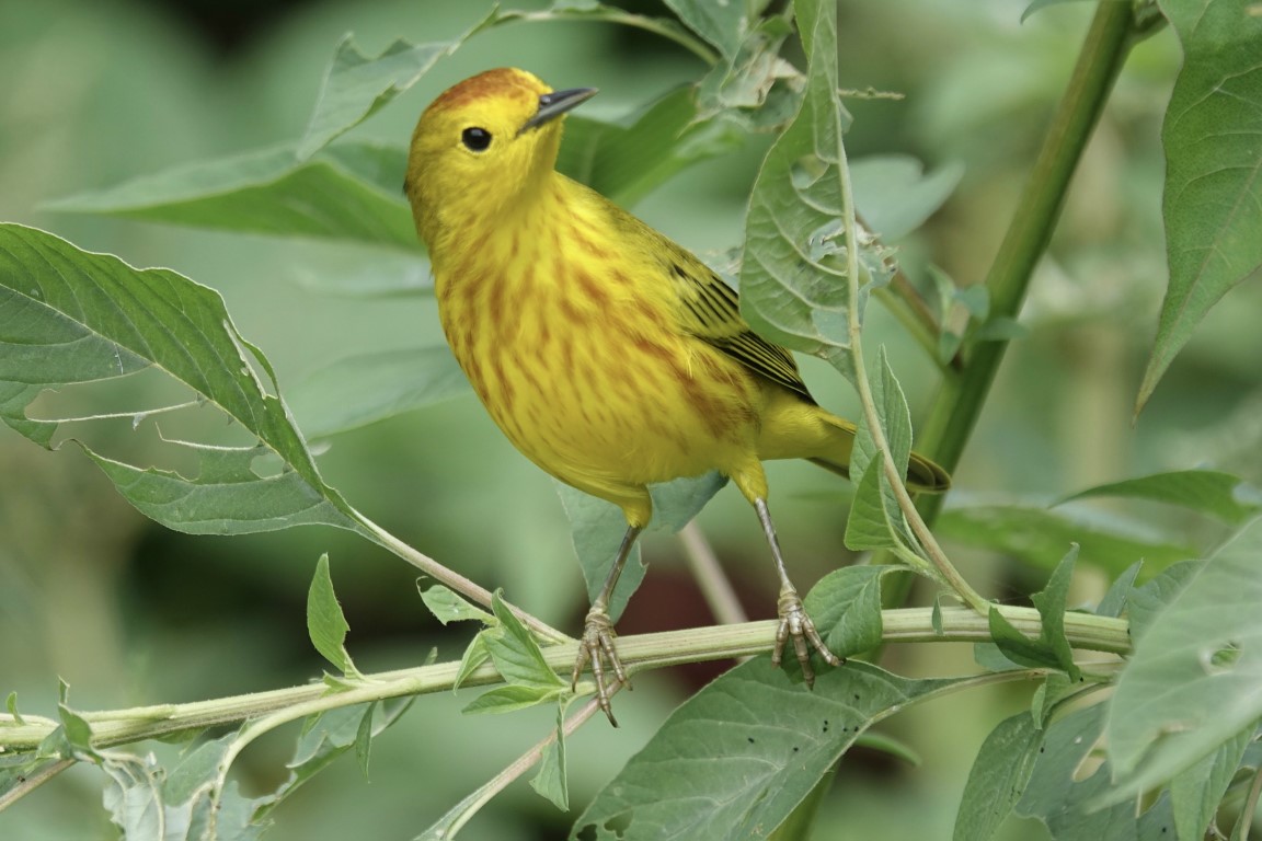 Exploring the Habitat and Behavior of Warbler Cranberry Bog Spiders