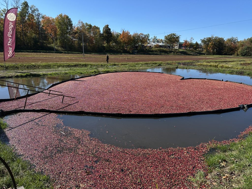 What Happens When a Cranberry Bog Spider Lands on You?